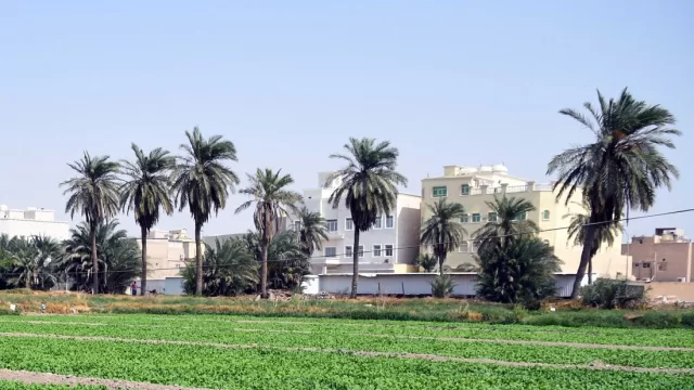 الجهراء القديمة مزارع النخيل