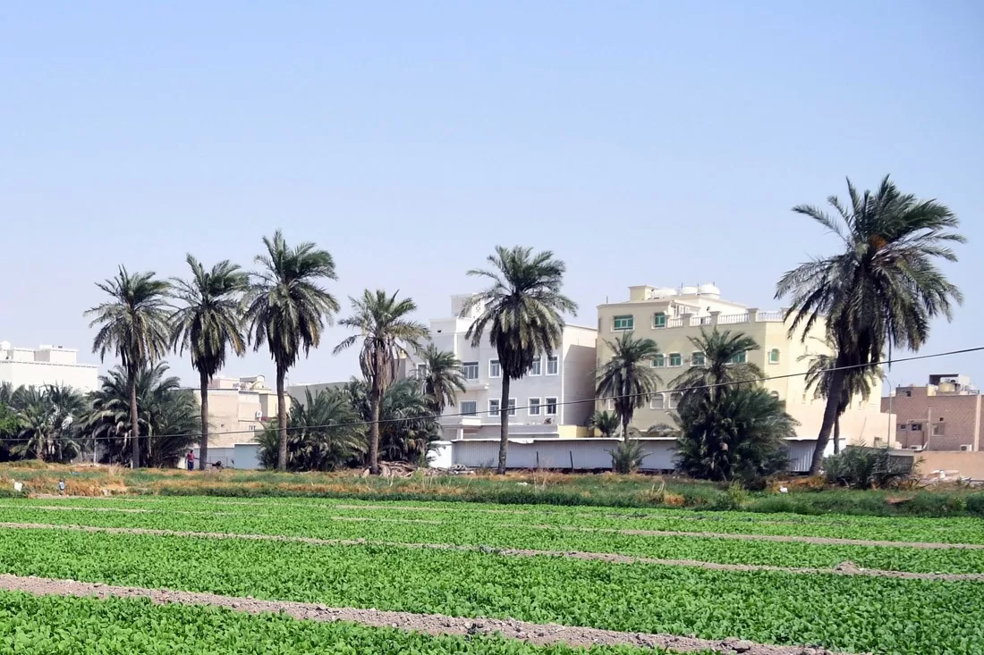 الجهراء القديمة مزارع النخيل