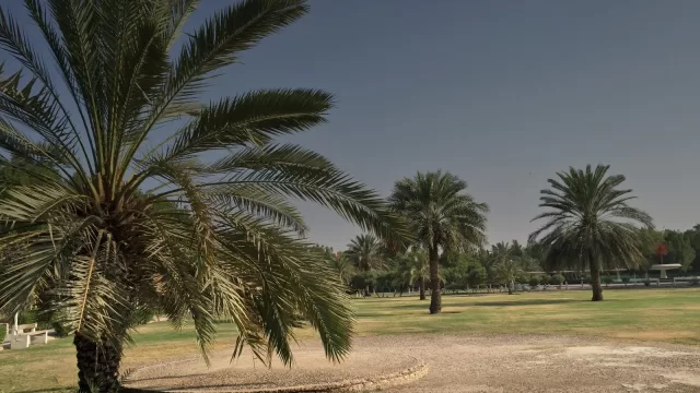 حديقة عامة في الرميثية فيها نخيل عالية وممر ترابي ومقاعد تحت الظل