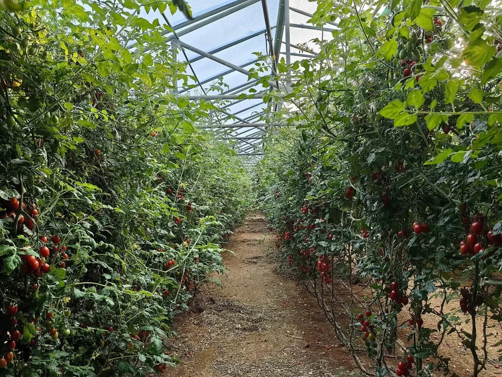 Agricultural extension courses for one dinar, and absence needs a written apology