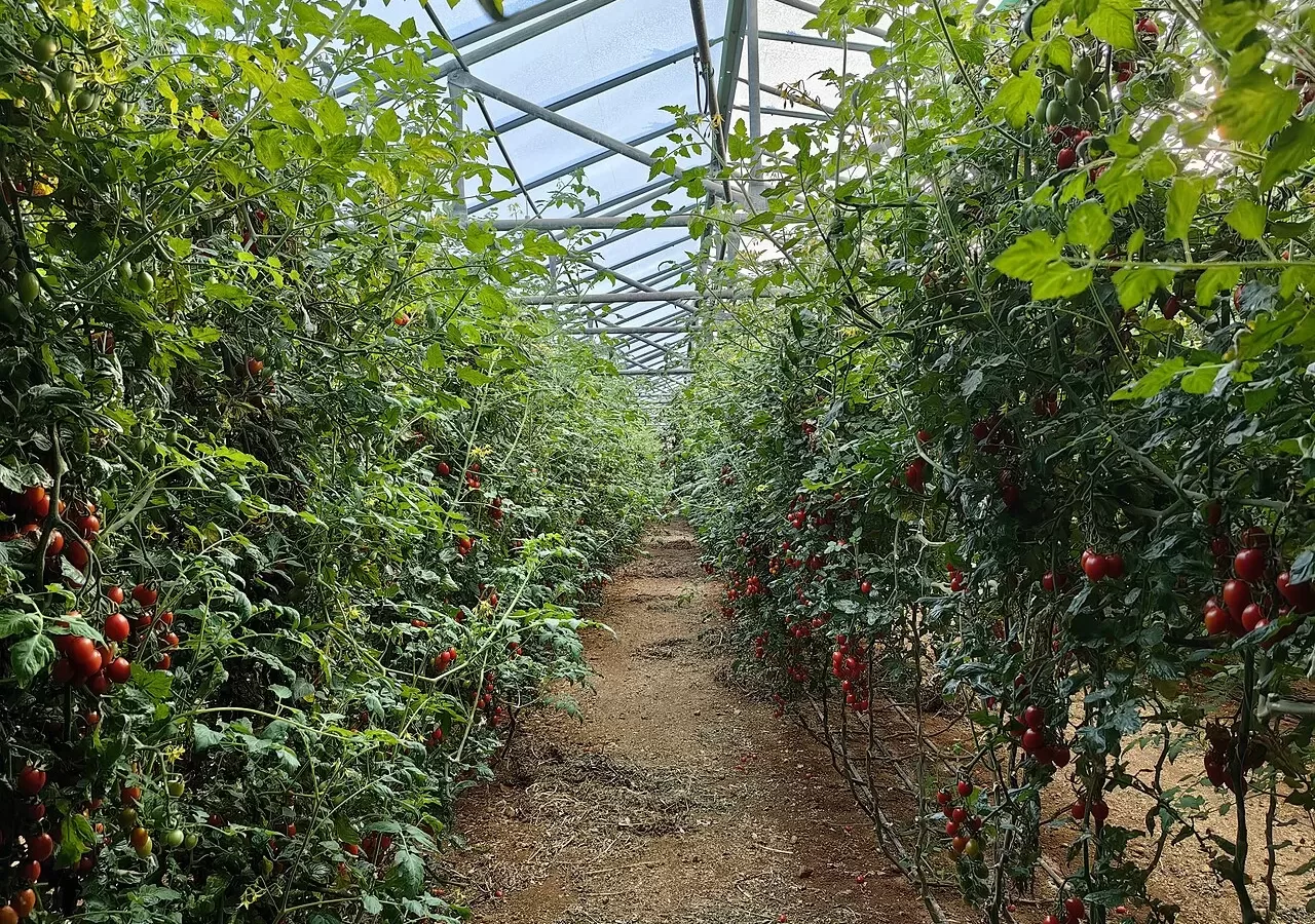 Rows of tomatoes inside a greenhouse