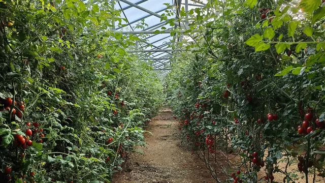 Rows of tomatoes inside a greenhouse