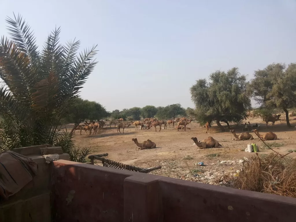 فريج صويلح: حليب ناقة في القائمة، وفرع لا يغلق