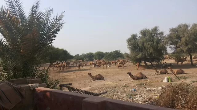A herd of camels in open desert