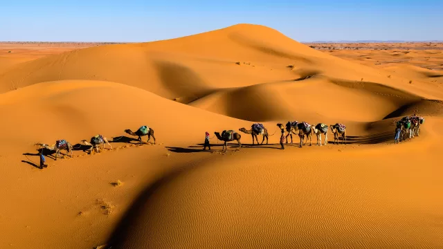 قافلة جمال محملة تسير في كثبان رملية