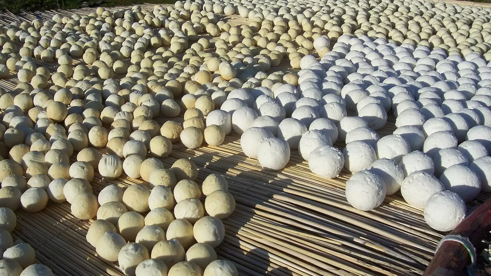 Balls of dried milk curd set out to dry