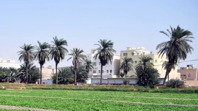 Palm groves and low buildings in the Jahra area of Kuwait