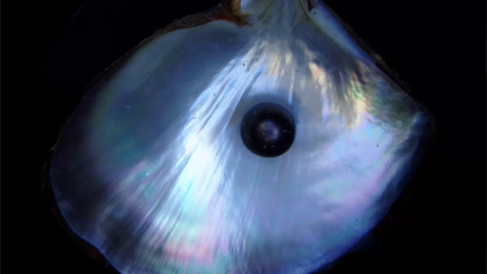 A natural pearl resting inside an open oyster shell