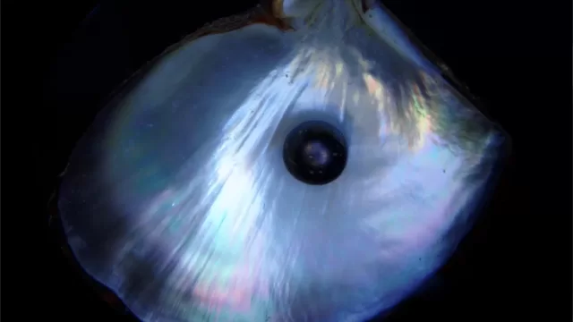 A natural pearl resting inside an open oyster shell