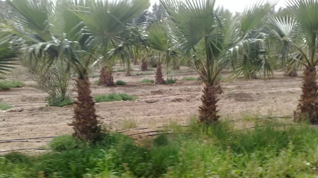 الفنطاس قبل المدينة: 170 بيتا و30 بئرا و600 نخلة على الساحل